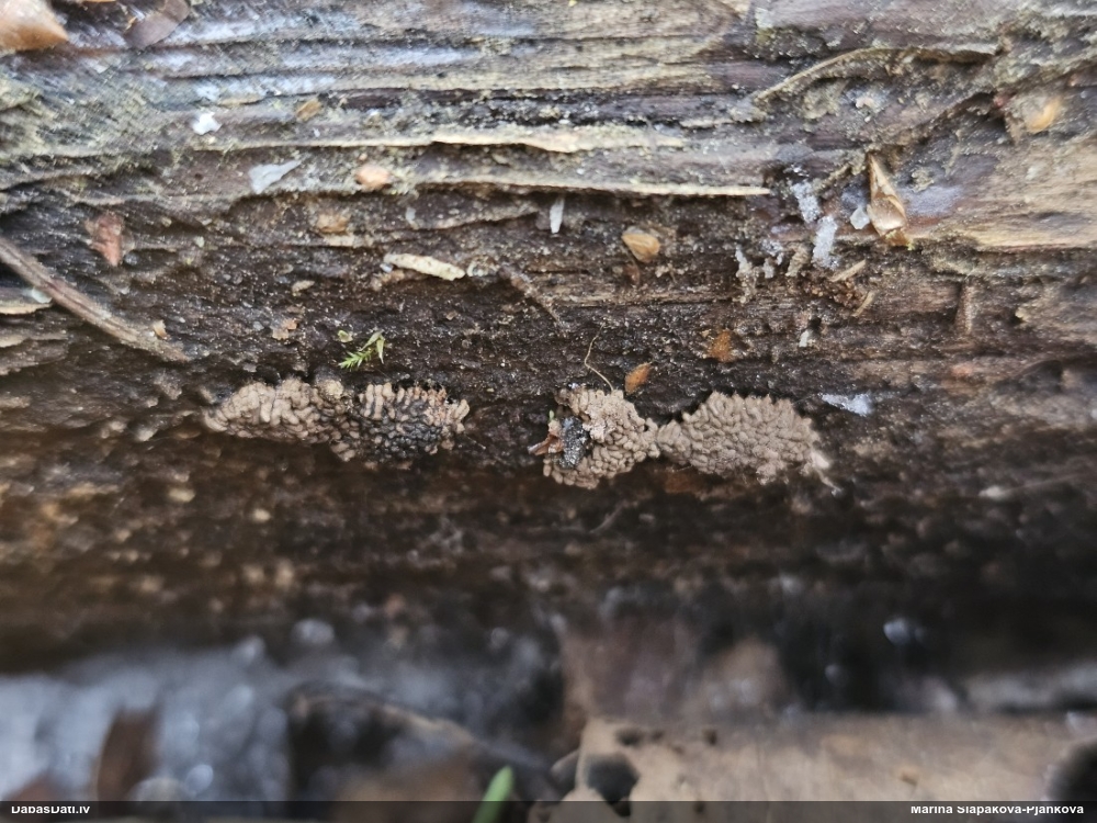 Arcīrija (nenoteikta)