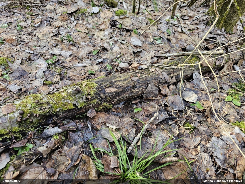 Arcīrija (nenoteikta)