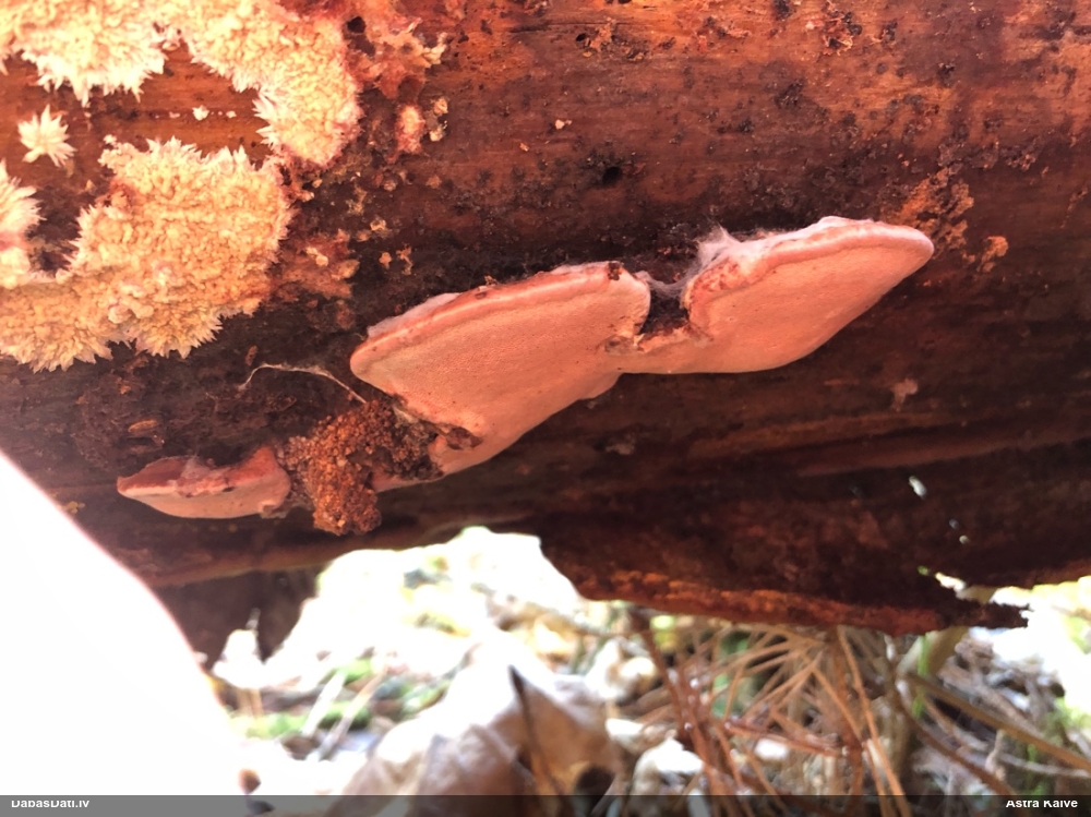 Rožainā apmalpiepe