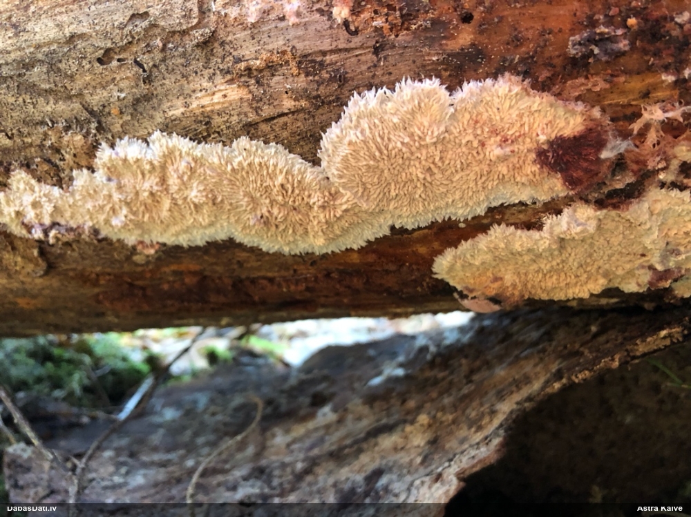 Centrbēdzes flēbija