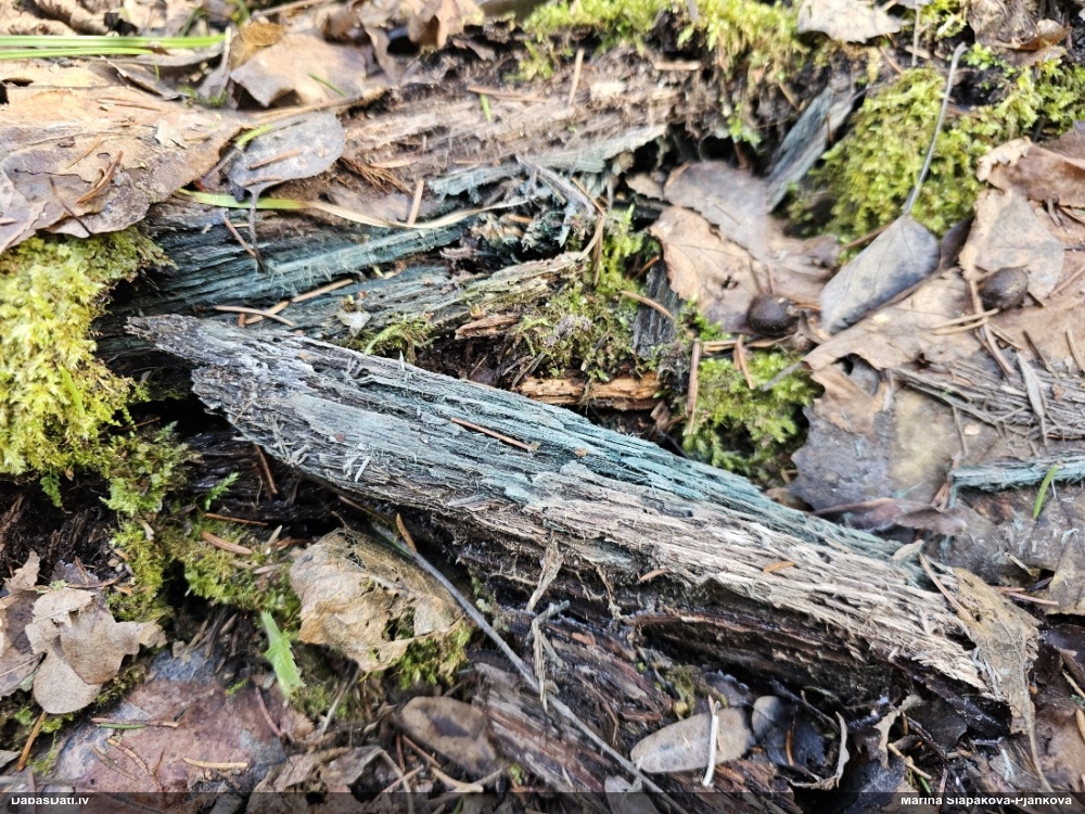 Zilzaļā hlorociborija