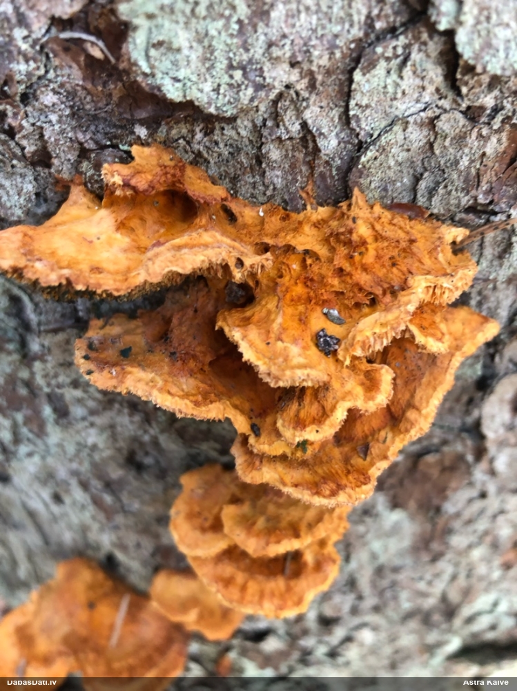 Liesmainā egļpiepe