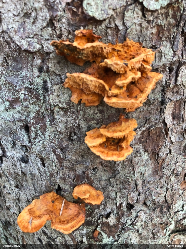 Liesmainā egļpiepe