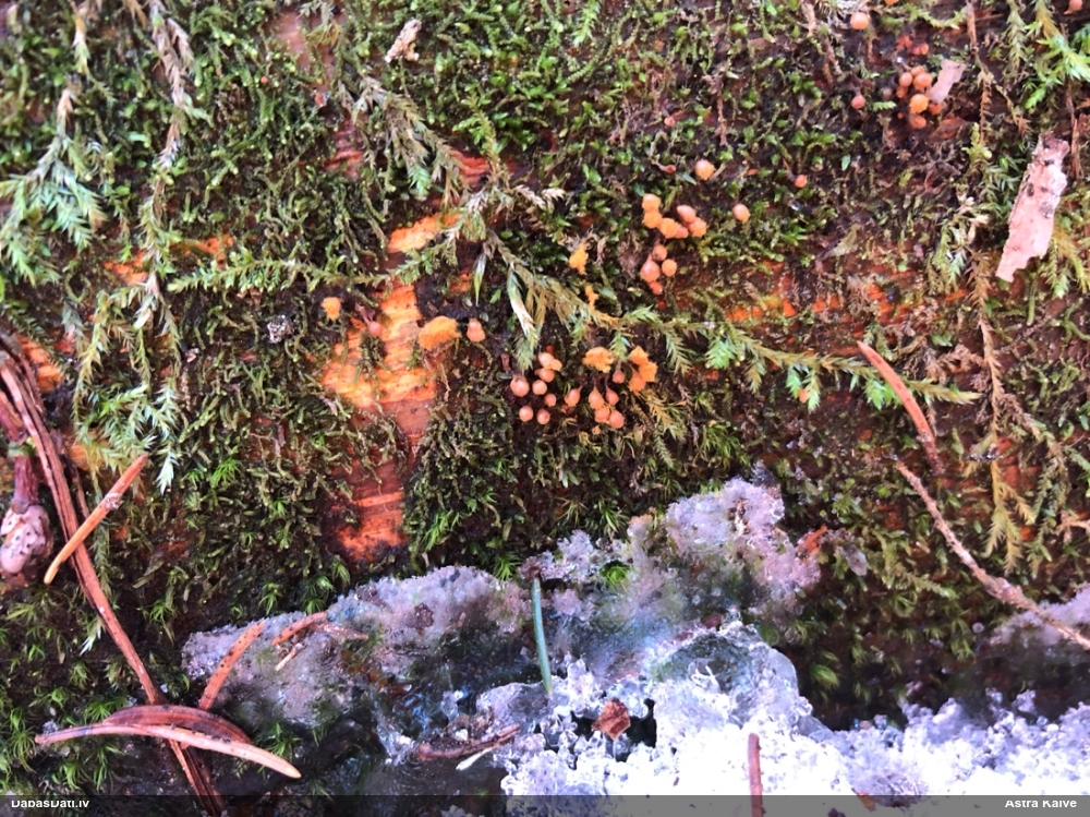 Trihija, hemitrihija (nenoteikta)