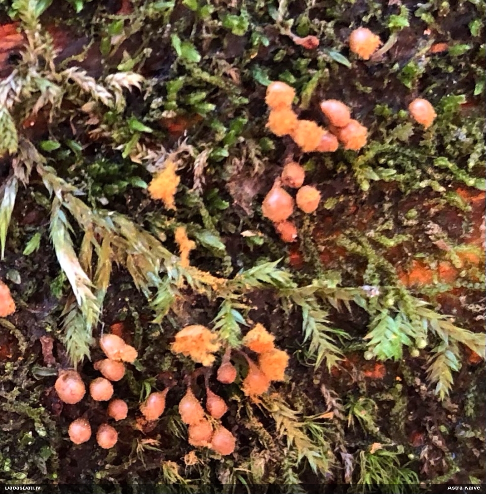 Trihija, hemitrihija (nenoteikta)