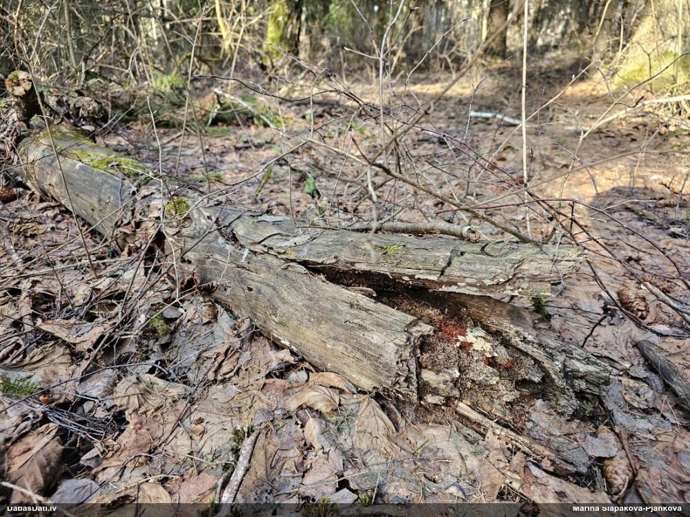 Metatrihija (nenoteikta)