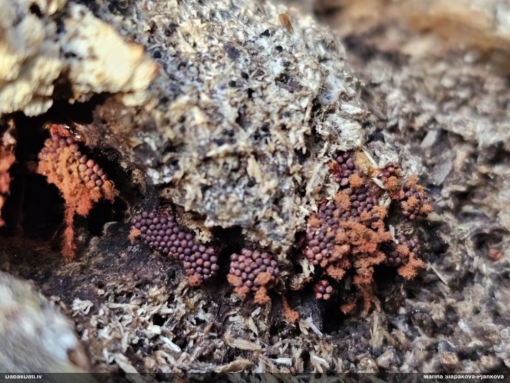 Metatrihija (nenoteikta)