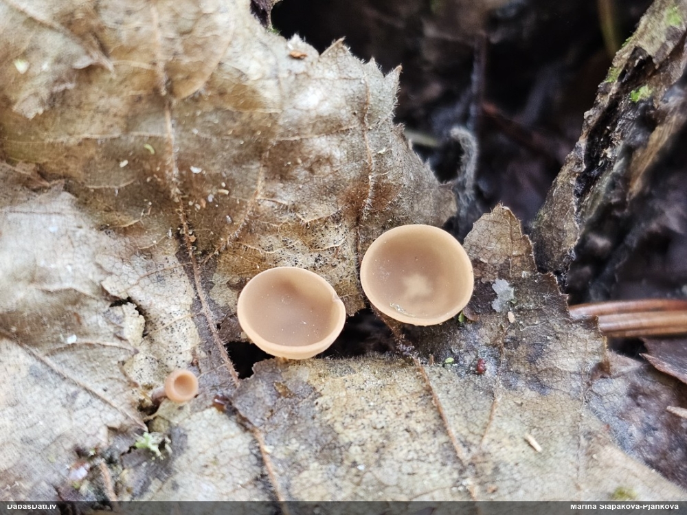 Ciborija (nenoteikta)
