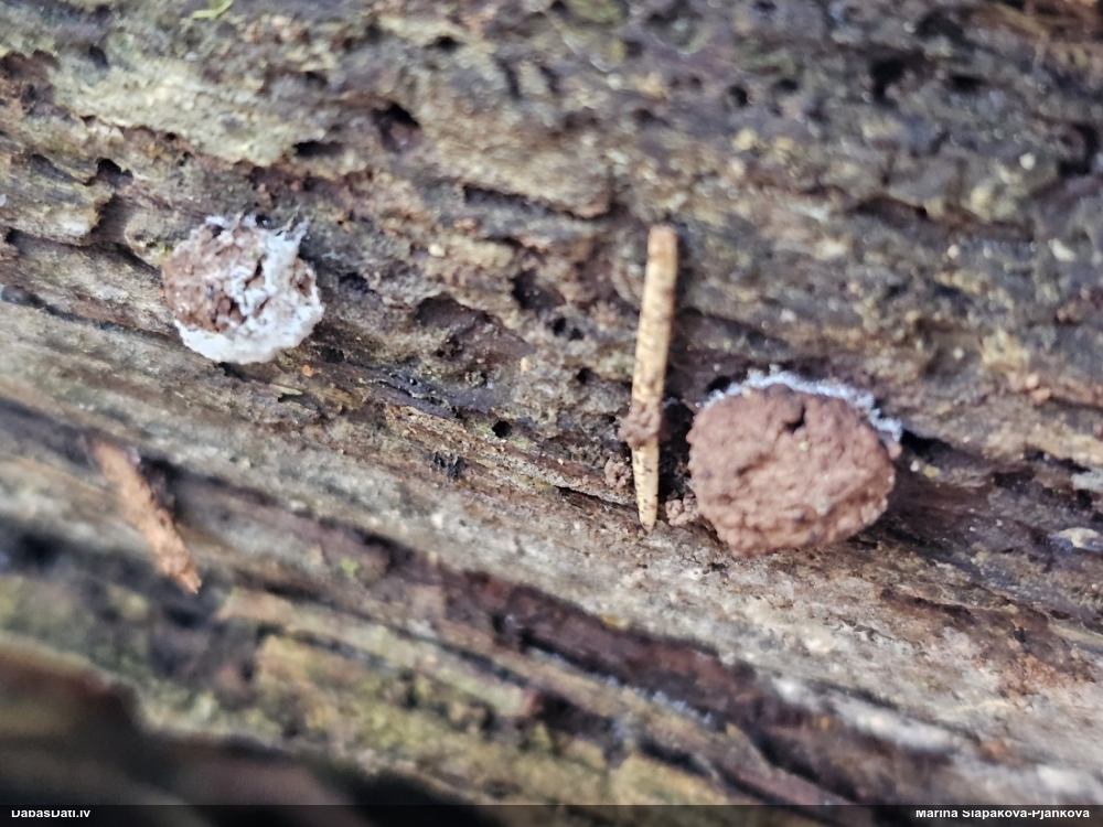 Aveņgļotsēne (nenoteikta)