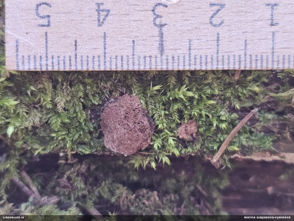 Aveņgļotsēne (nenoteikta)