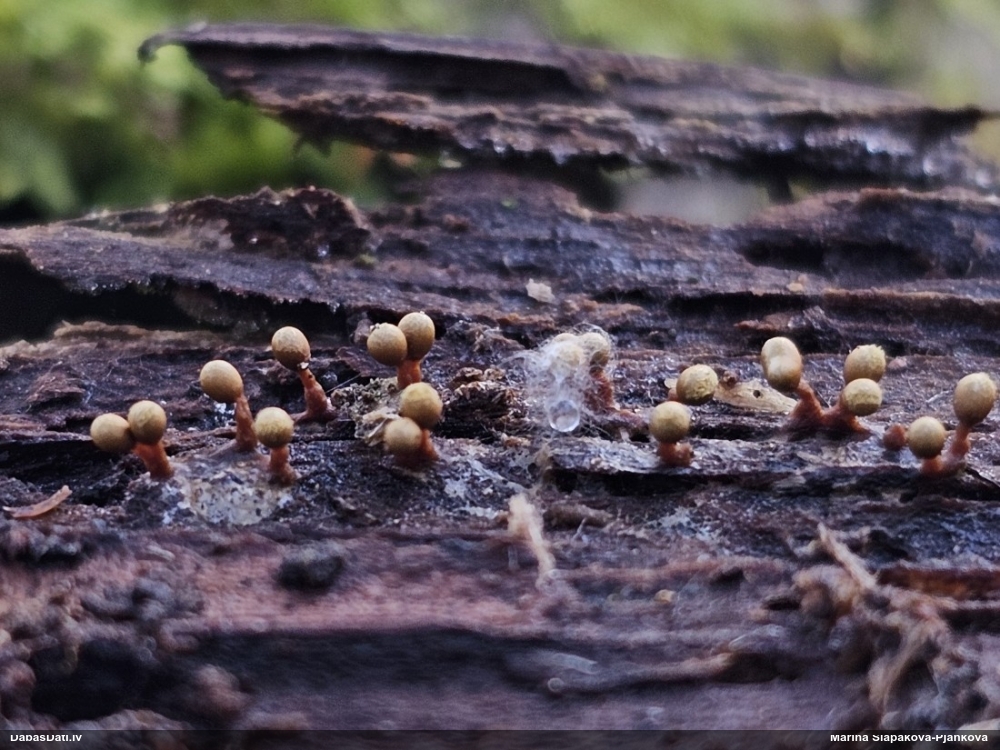 Trihija, hemitrihija (nenoteikta)