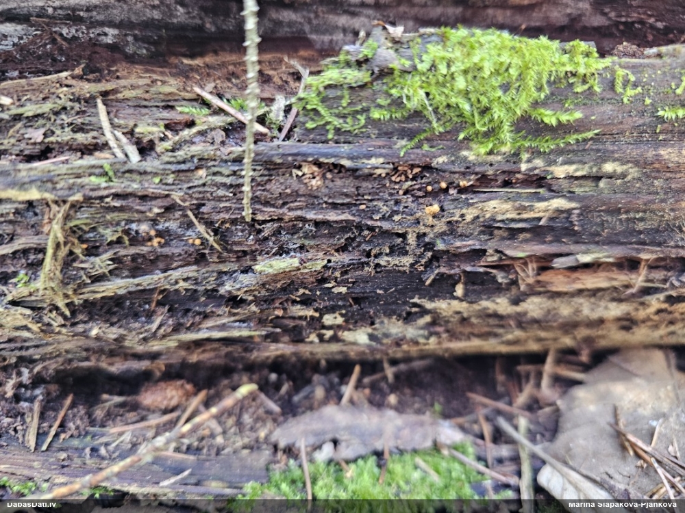 Trihija, hemitrihija (nenoteikta)