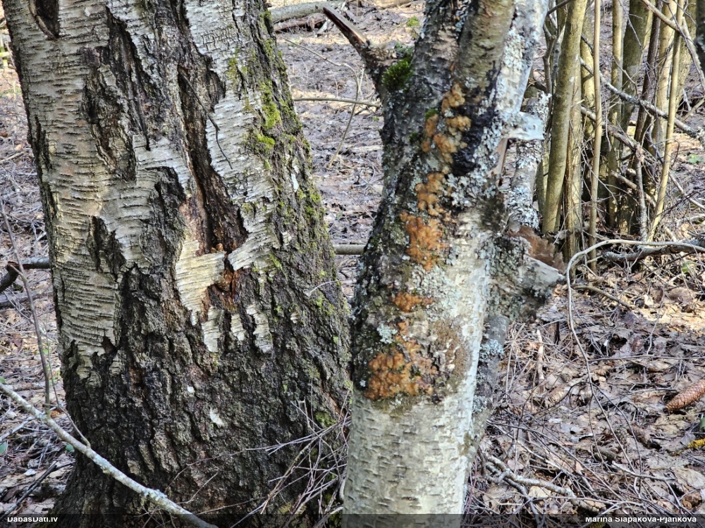 Skrimšļainā eksīdija