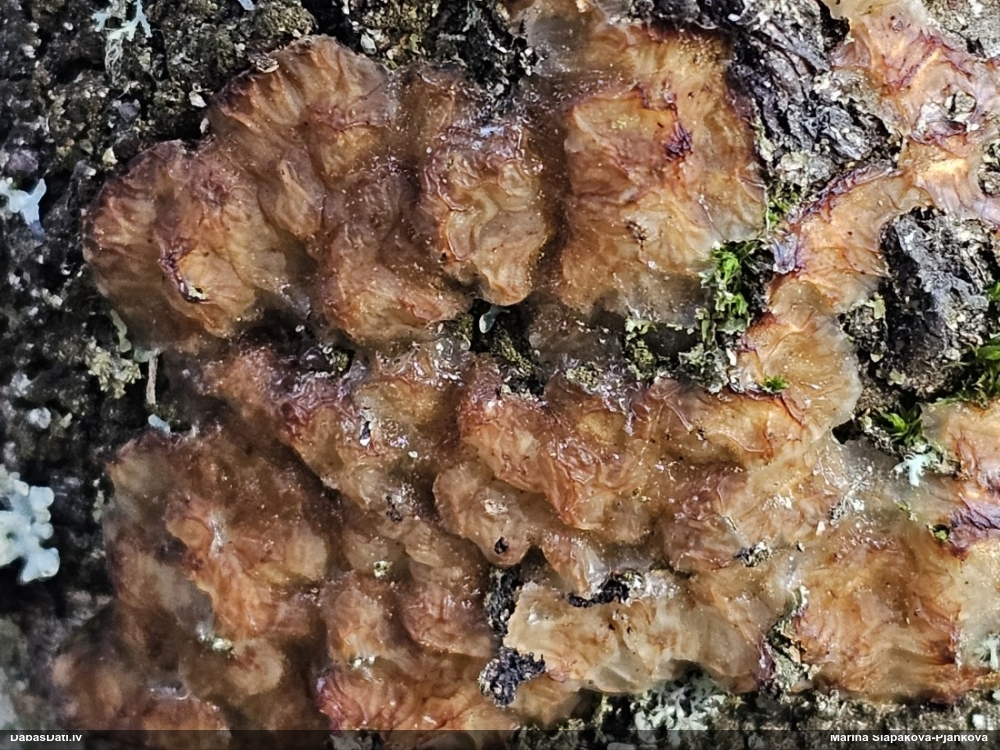 Skrimšļainā eksīdija