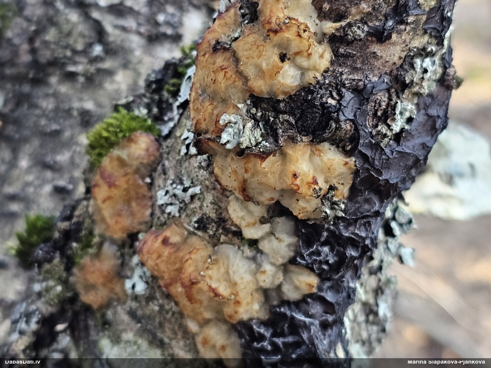 Skrimšļainā eksīdija