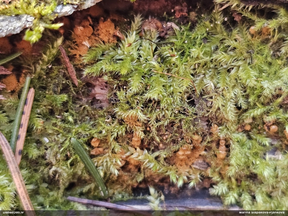 Trihija, hemitrihija (nenoteikta)