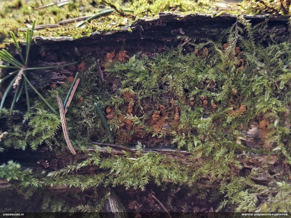 Trihija, hemitrihija (nenoteikta)