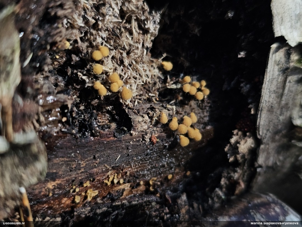 Hemitrihija (nenoteikta)