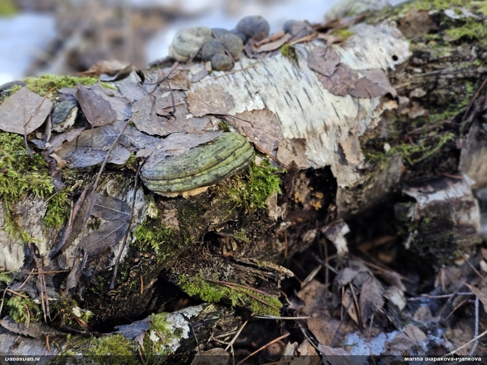 Hemitrihija (nenoteikta)