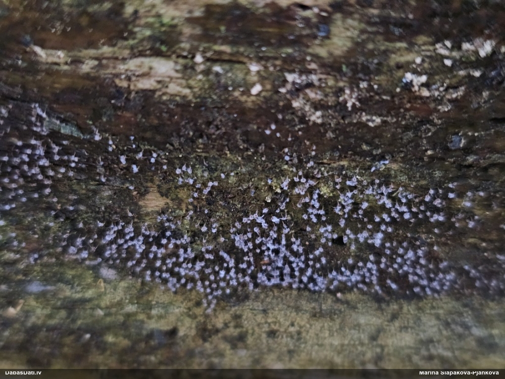 Fizāra (nenoteikta)