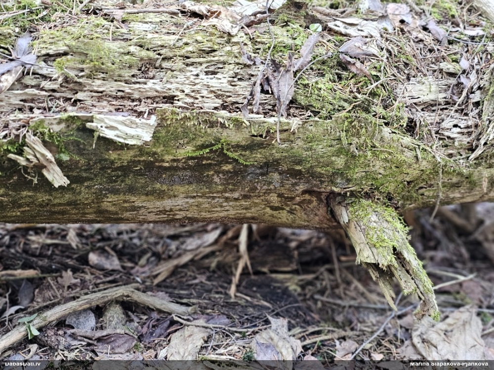 Fizāra (nenoteikta)