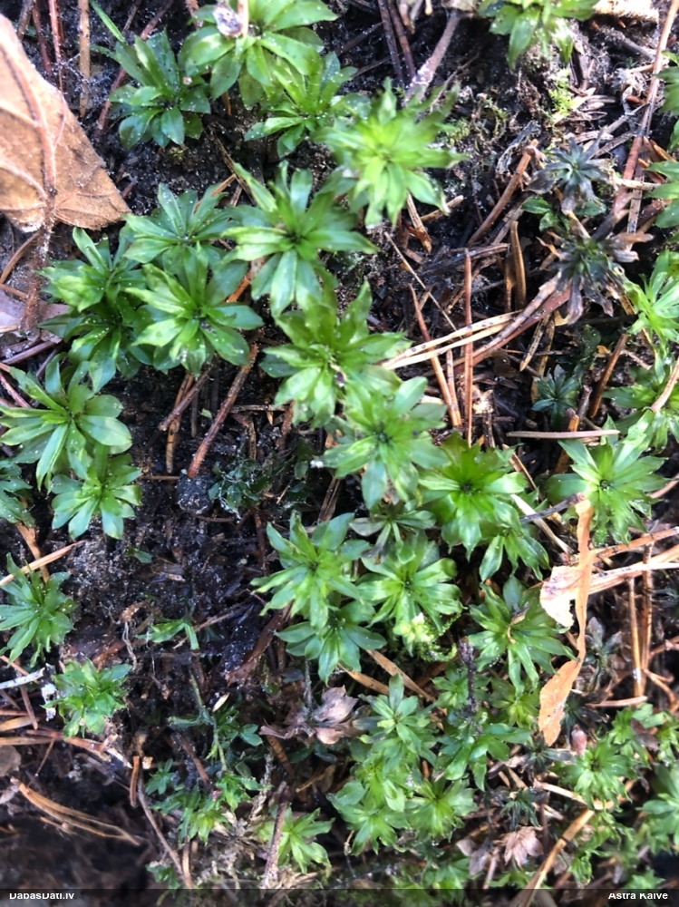 Parastā rožgalvīte