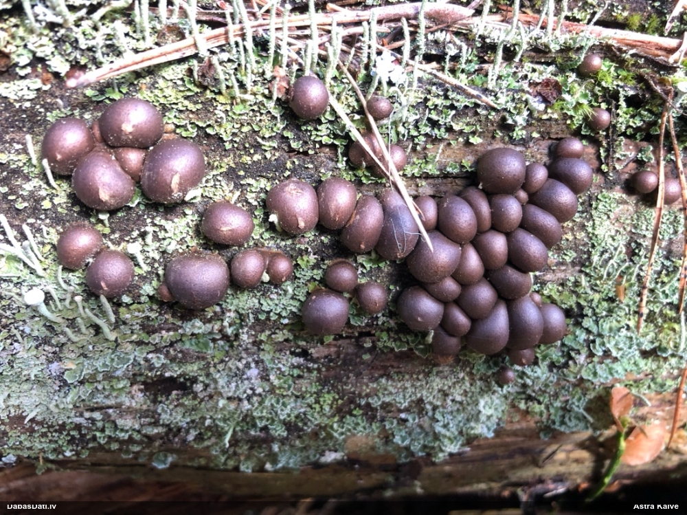 Koksnes vilkpienaine