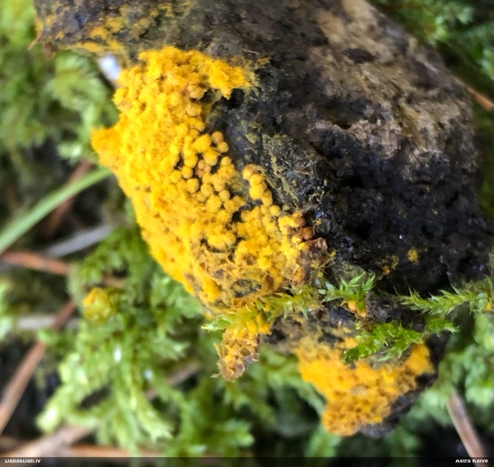 Trihija, hemitrihija (nenoteikta)