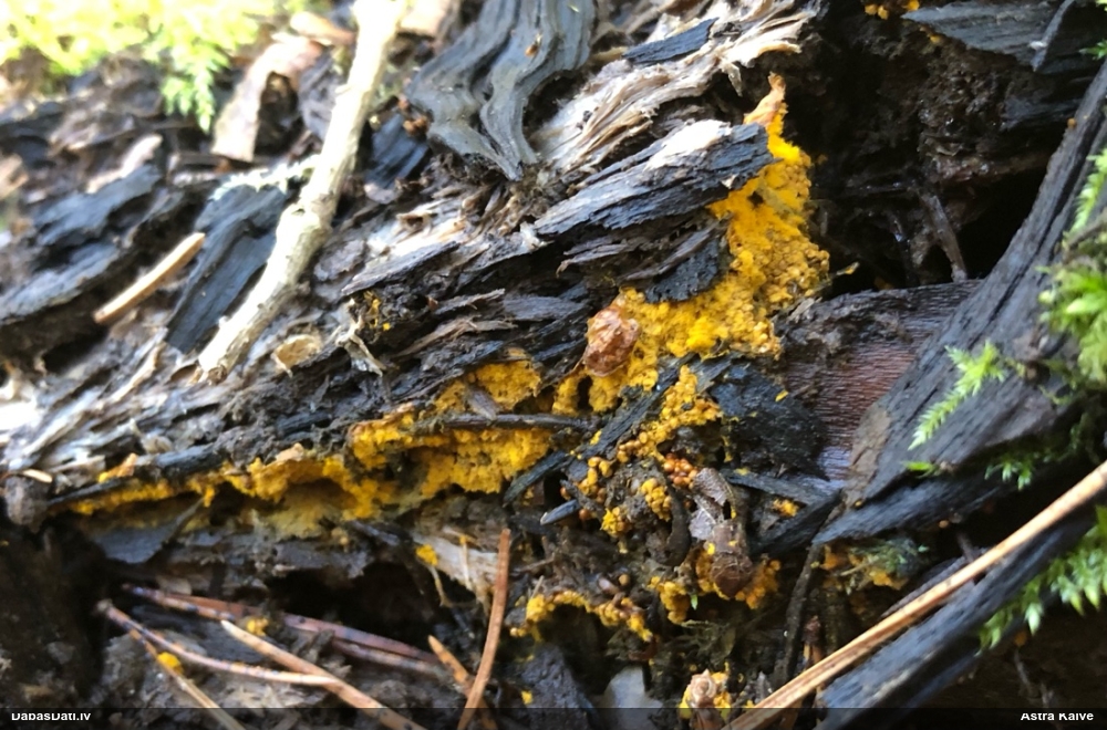 Trihija, hemitrihija (nenoteikta)