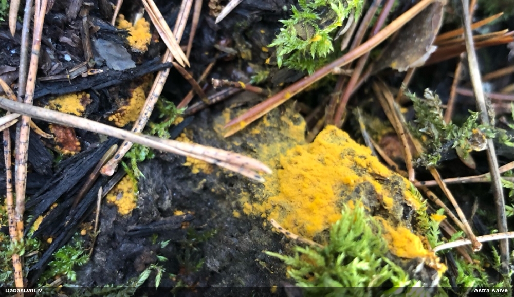 Trihija, hemitrihija (nenoteikta)