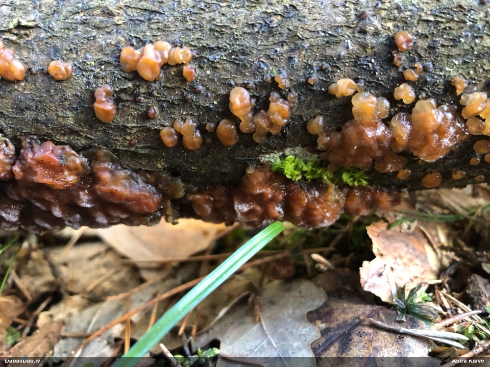 Skrimšļainā eksīdija