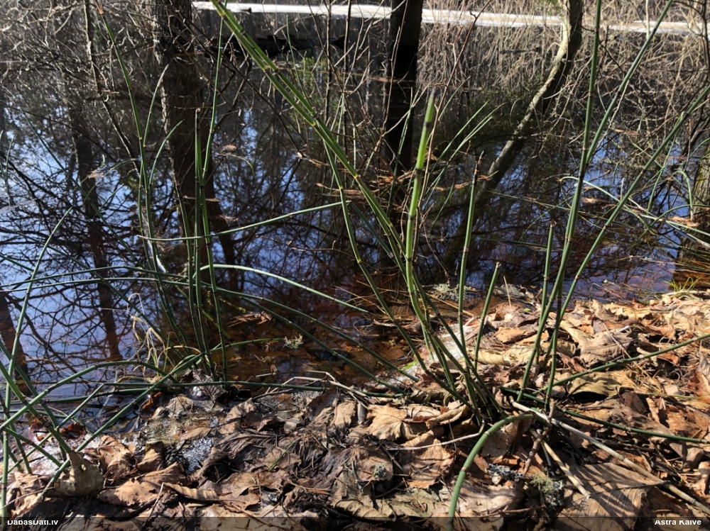 хвощ зимующий