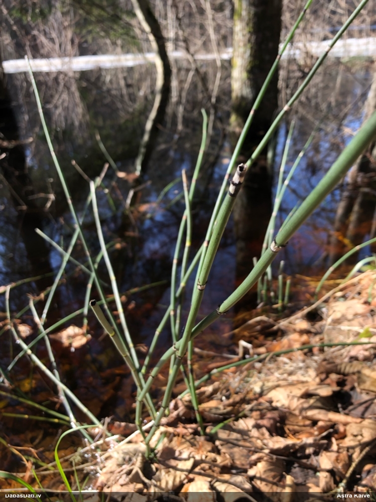 хвощ зимующий