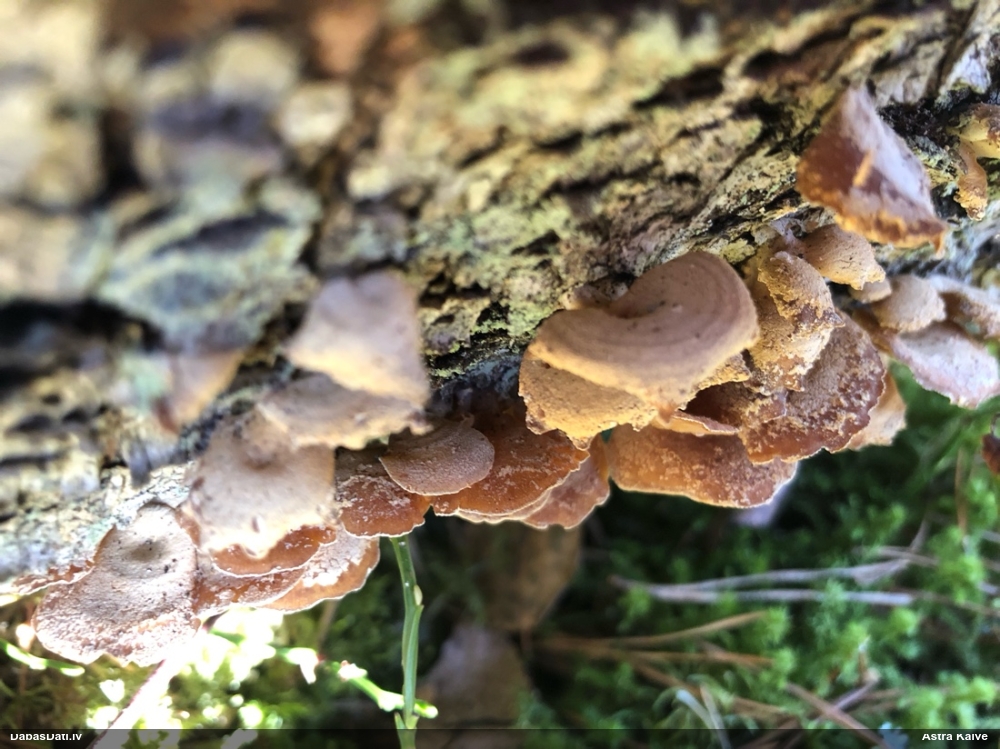 Sūrā pundurkamolene