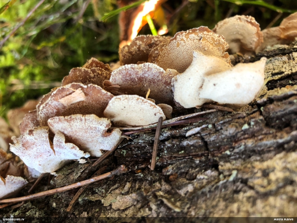 Sūrā pundurkamolene