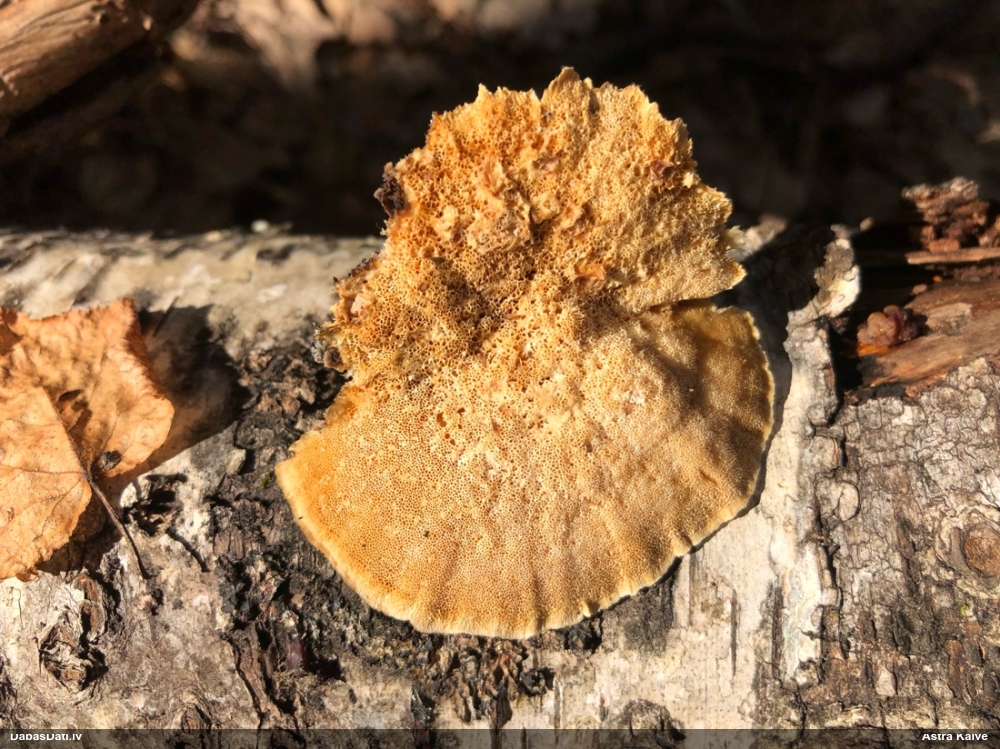 Dzeltenā tauriņpiepe