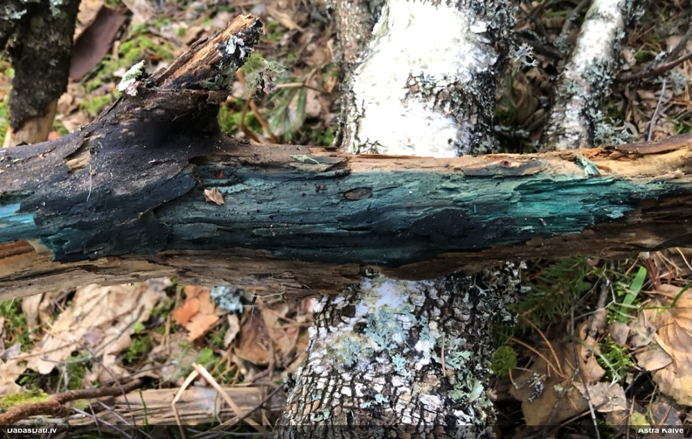 Zilzaļā hlorociborija