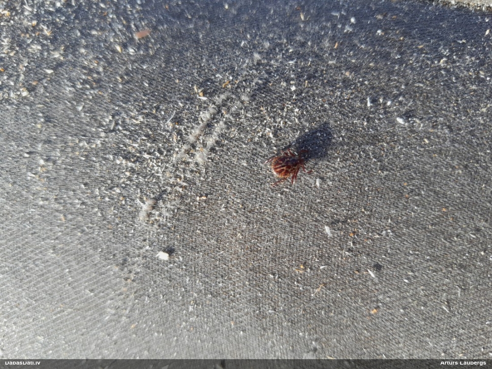 Pļavērce Dermacentor sp.