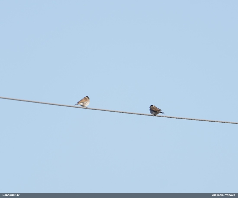 камышевая овсянка