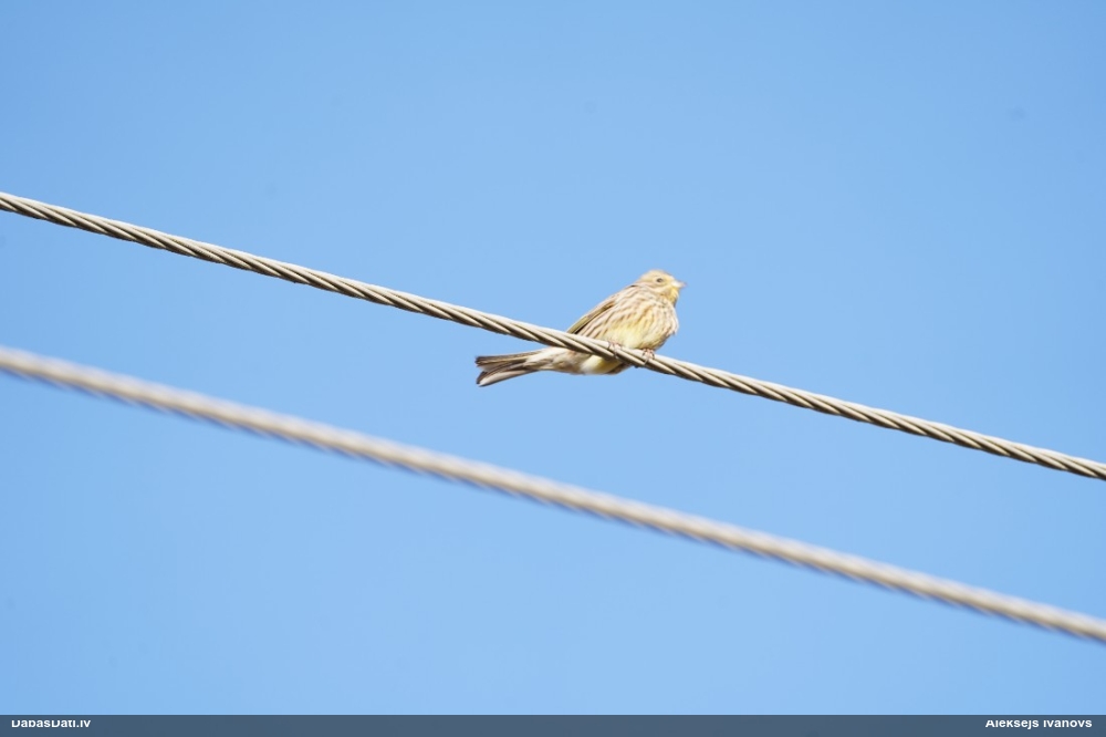 обыкновенная овсянка