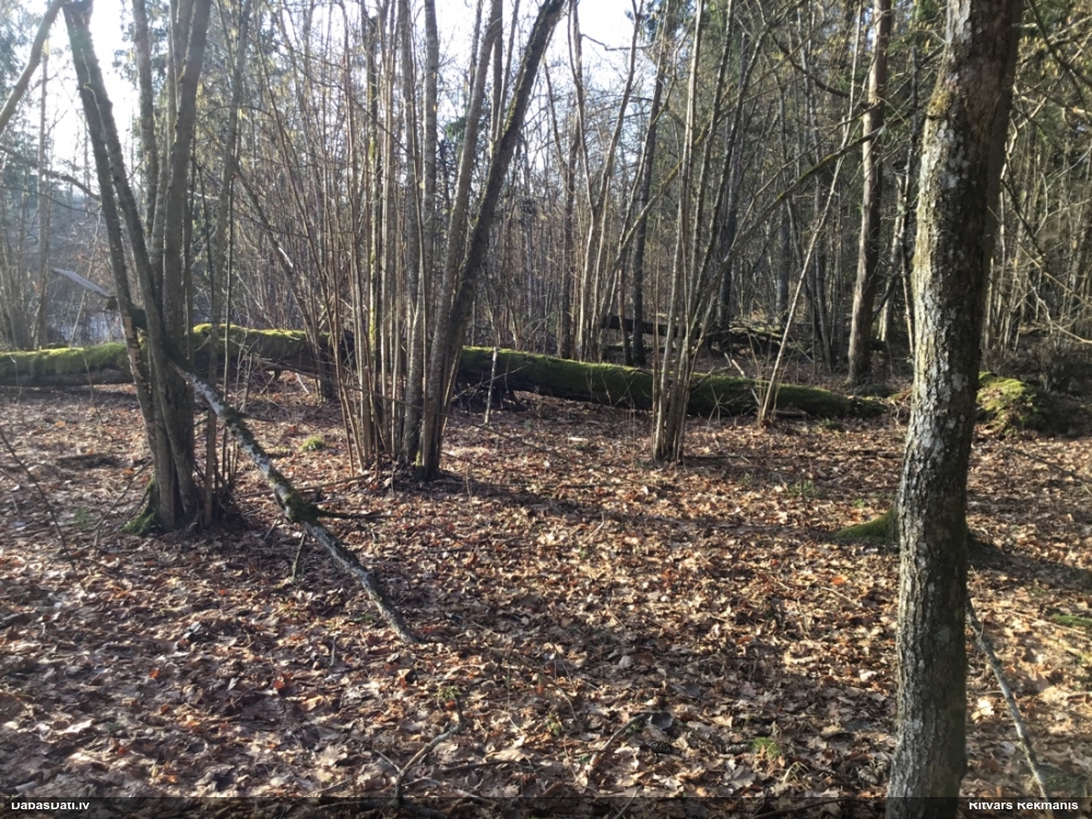 лещина обыкновенная