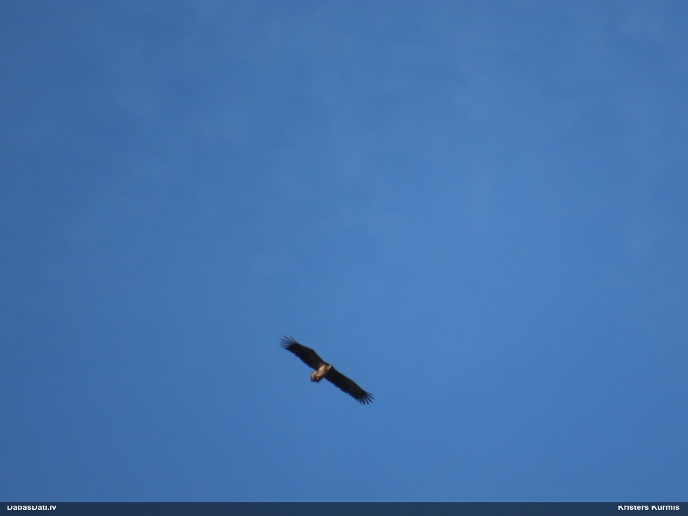 орлан-белохвост