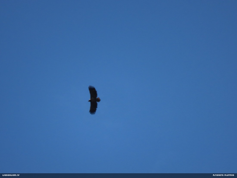 орлан-белохвост