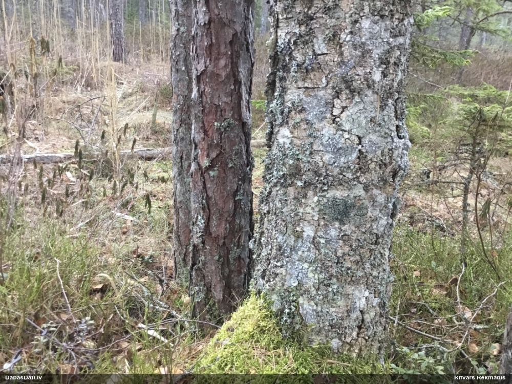 Asinssārtais mikoblasts