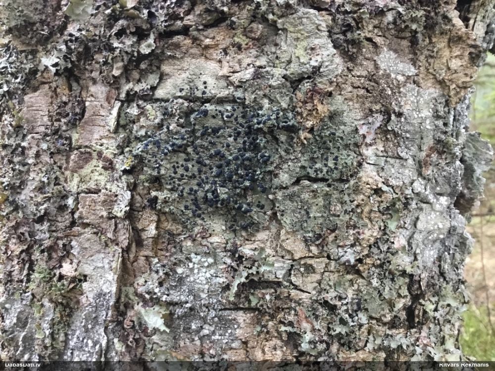 Asinssārtais mikoblasts