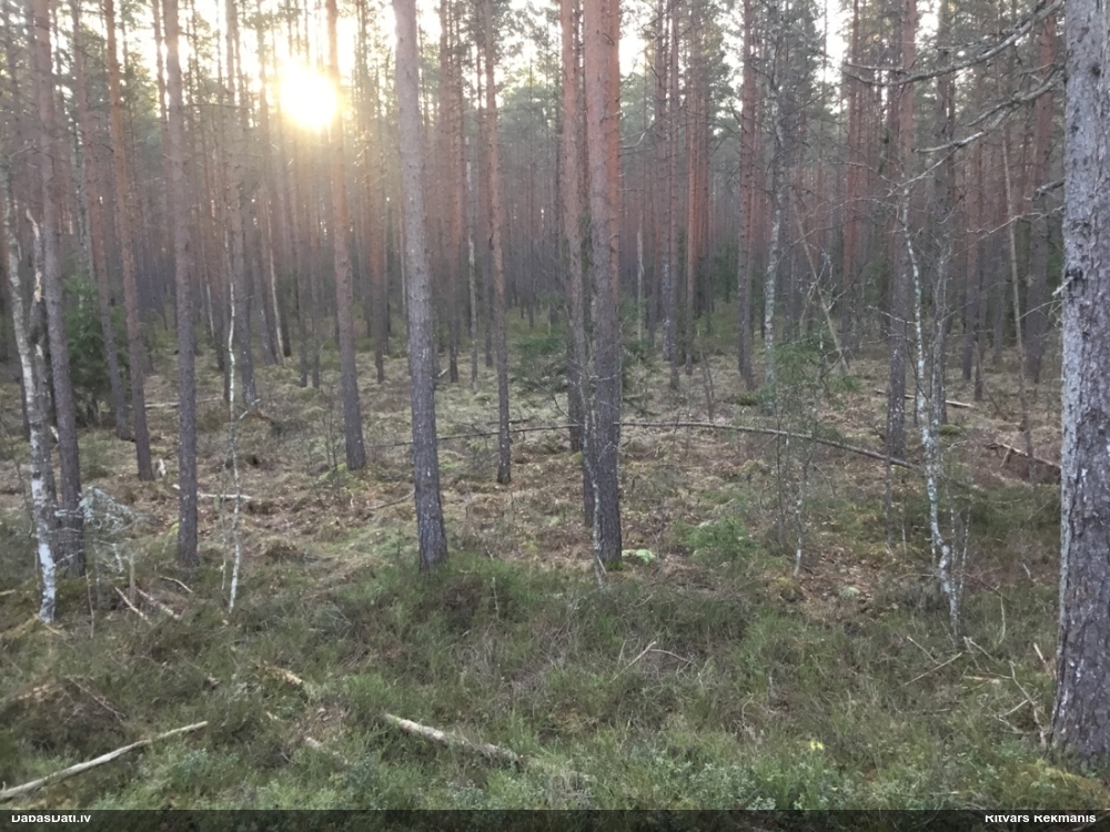 Zilganā baltsamtīte