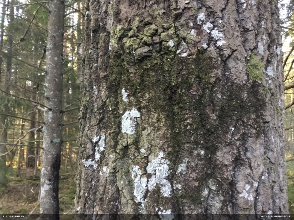 Izplestā frulānija