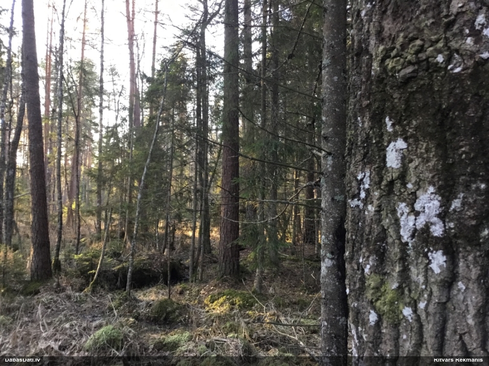 Izplestā frulānija