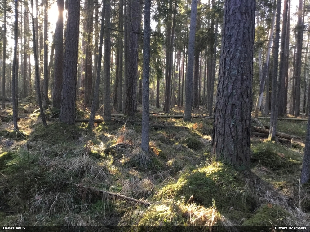 Kaķpēdiņu artonija