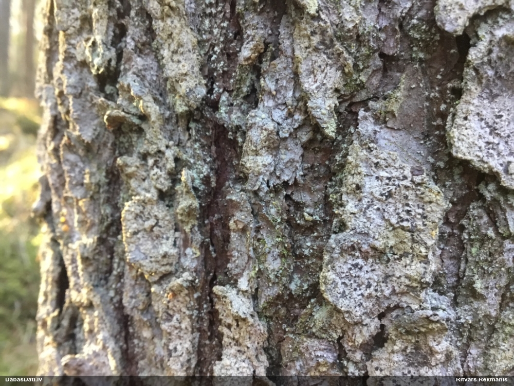 Kaķpēdiņu artonija